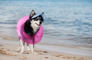 Pomskies